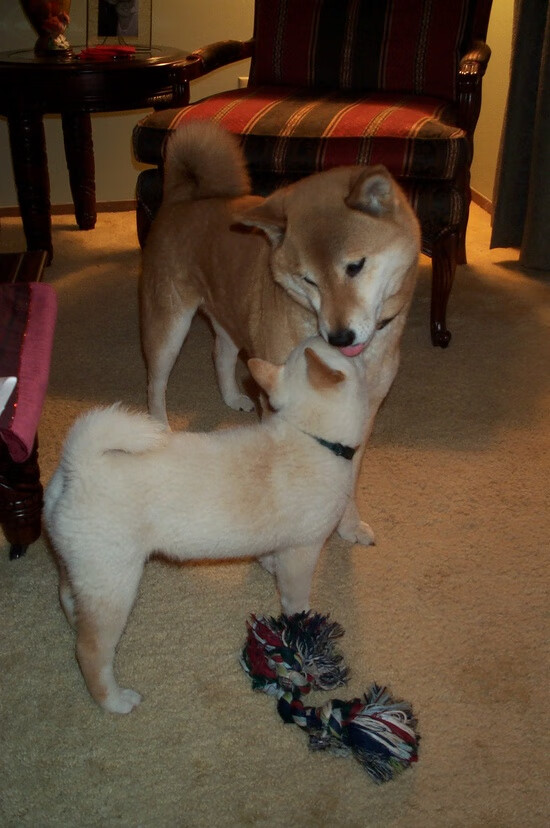 【大谷翔平的双向奇迹】投打表现完美结合助队逆袭,大谷翔平破纪录